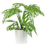Monstera Esqueleto House Plant
