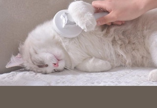 pet grooming brush used on cat