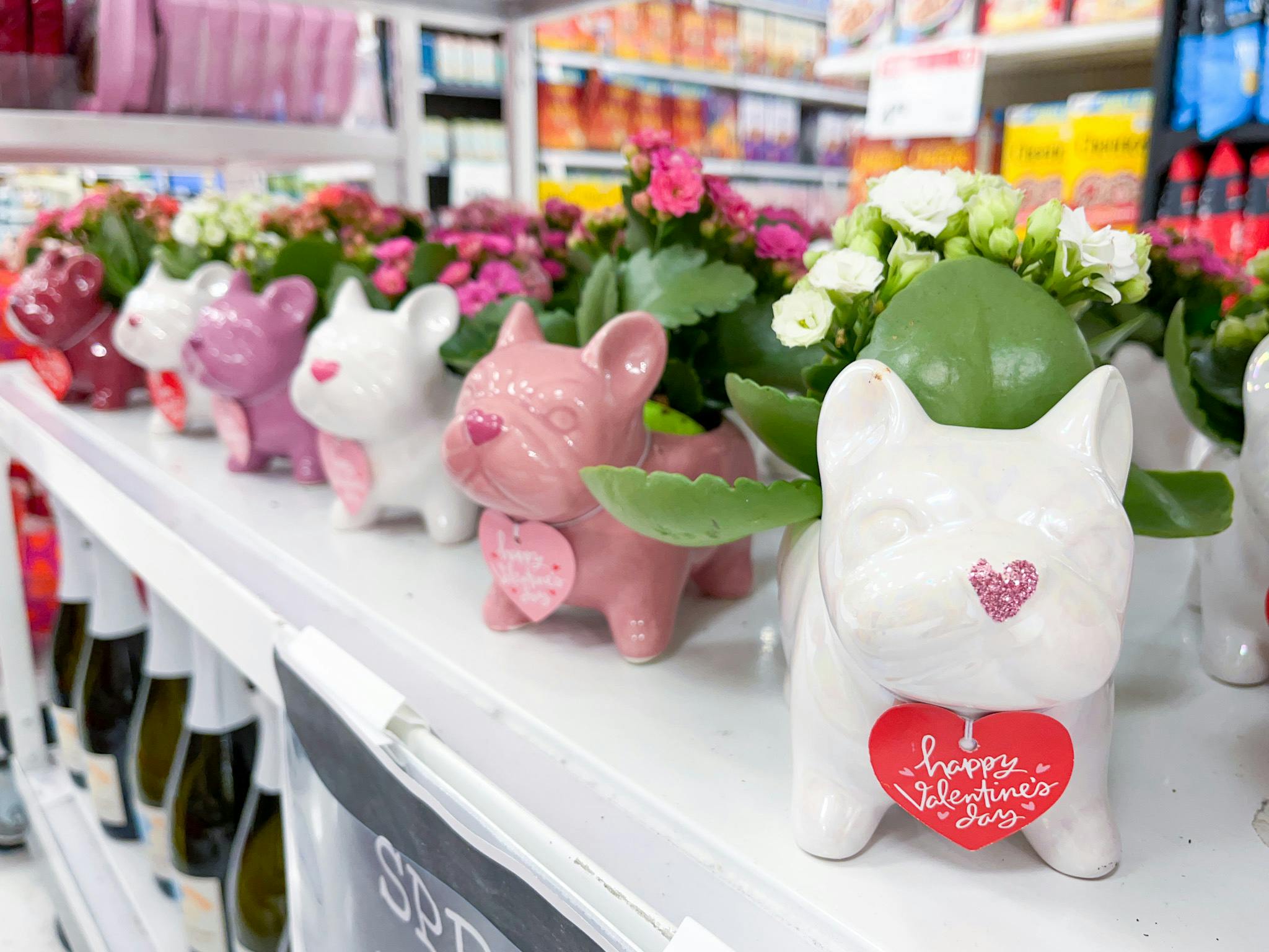 Frenchie Valentine's Day Planter With Flowers, Only 10 at Target The Krazy Coupon Lady