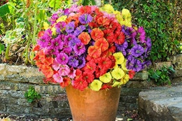 flowers in a pot outdoors