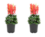 Lowe's Red Delphinium 2-Pack