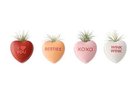 Sweet Hearts Air Plant Set