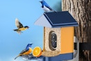 bird feeder attached to a tree