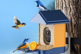 bird feeder attached to a tree