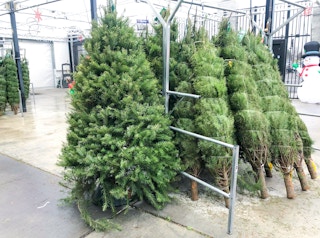 walmart fresh christmas trees on display