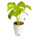 Monstera Golden Compact House Plant