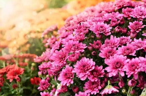 Bell Nursery Mum 2-Pack