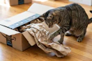 amazon-pet-day-26-3