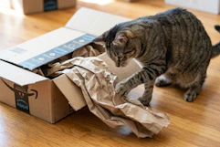 amazon-pet-day-26-3