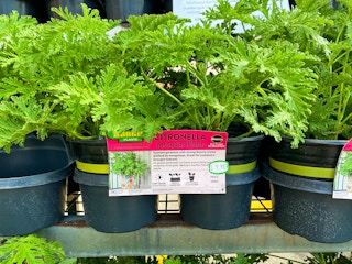 home depot bonnie citronella plants 2021 1622301721 1622301721