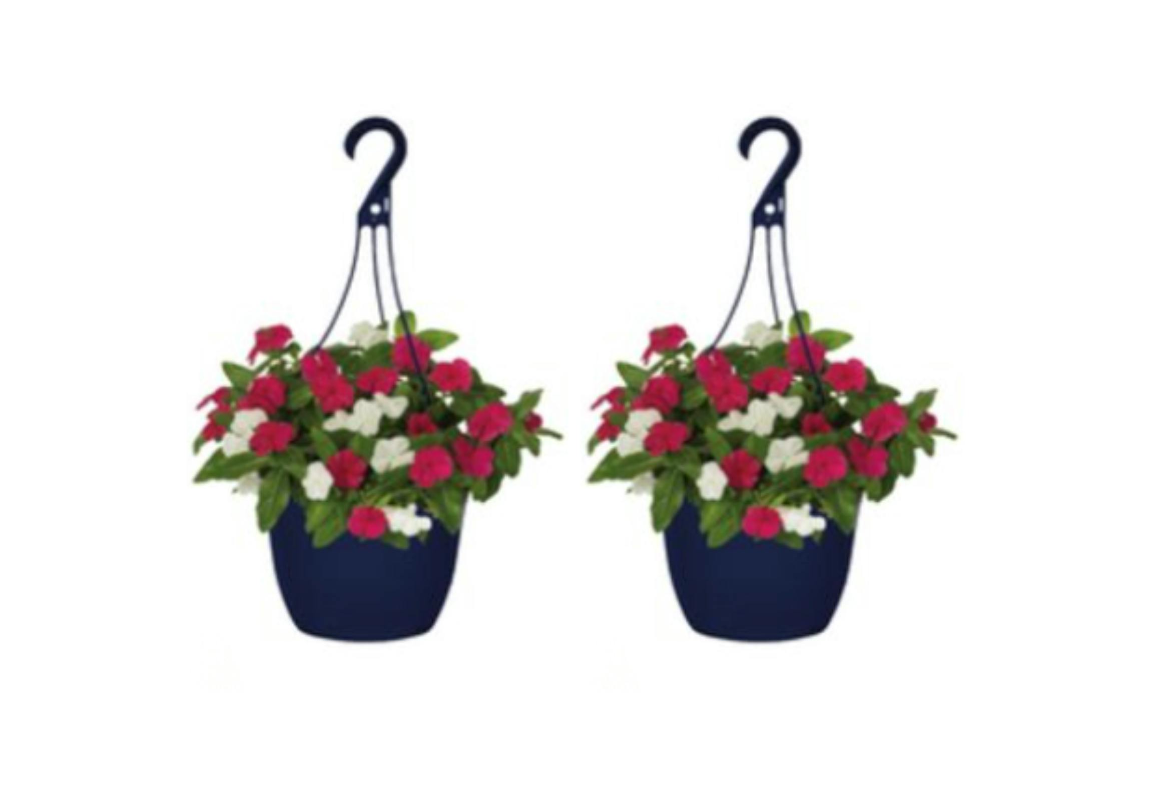 2 Annuals Hanging Baskets