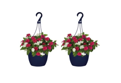 2 Annuals Hanging Baskets