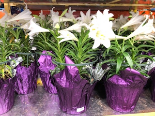 easter lilies