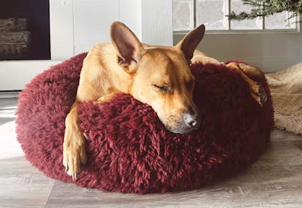 ModernBeast Merlot Dog Bed