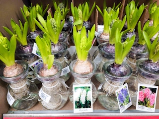 aldi hyacinth in glass vase 1 feb 2023 1676648945 1676648945