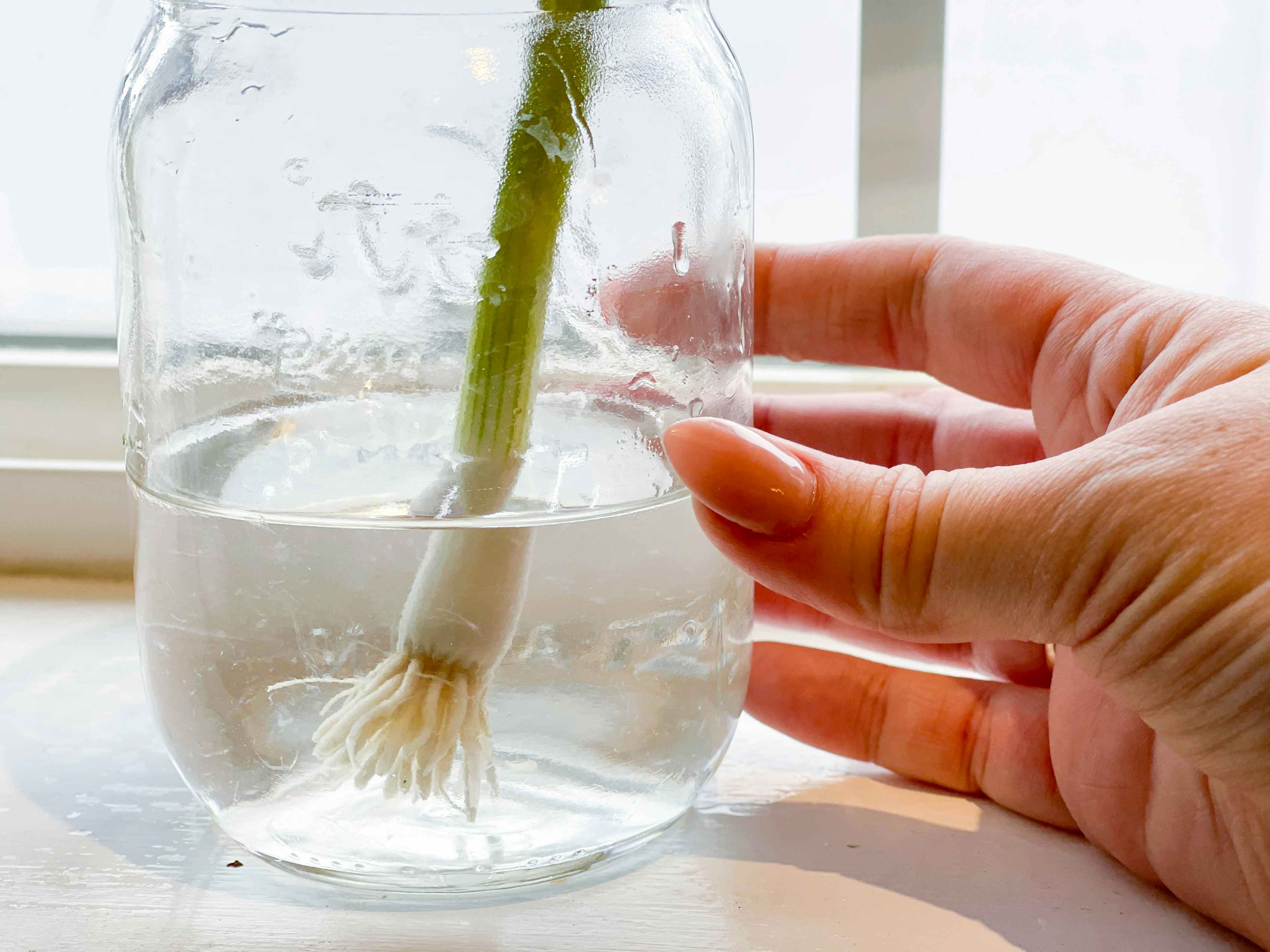 A person's hand holding a mason jar that is filled with some water and a green onion that is starting to regrow.