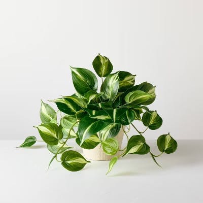 Magnolia Faux Potted Plant