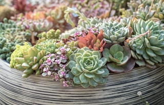 amazon succulents 1675102645 1675102645