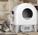 a cat next to a self-cleaning litter box