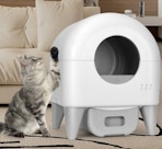a cat next to a self-cleaning litter box