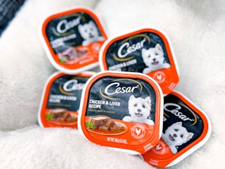 five packs of dog food singles on pet bed