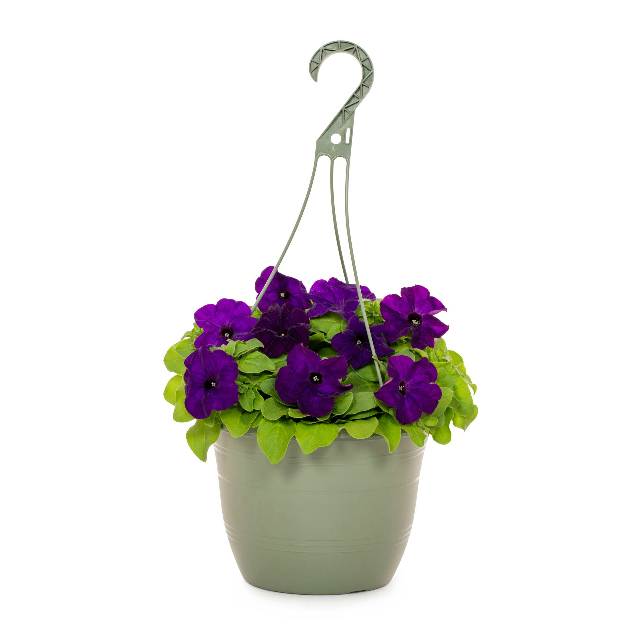 Annual Hanging Basket