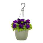 Annual Hanging Basket