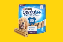 a dog chewing on a dental chew from purina