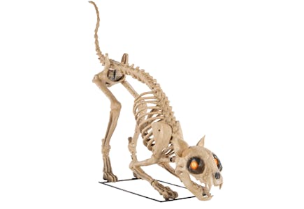 Skelly's  Cat