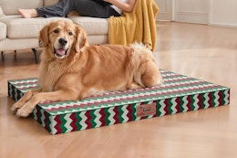 dog bed