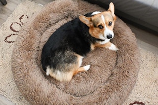 Fluffy Donut Dog Bed
