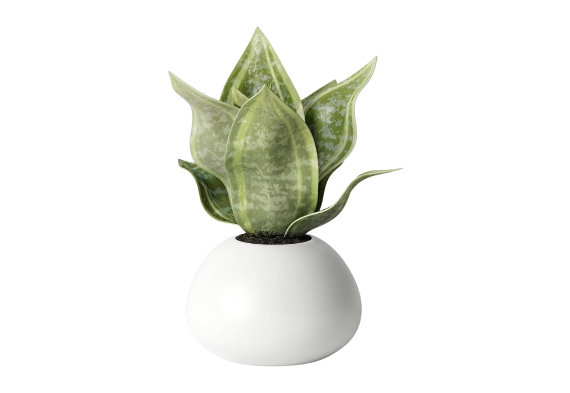 Threshold Tabletop Snake Plant