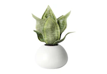 Threshold Tabletop Snake Plant