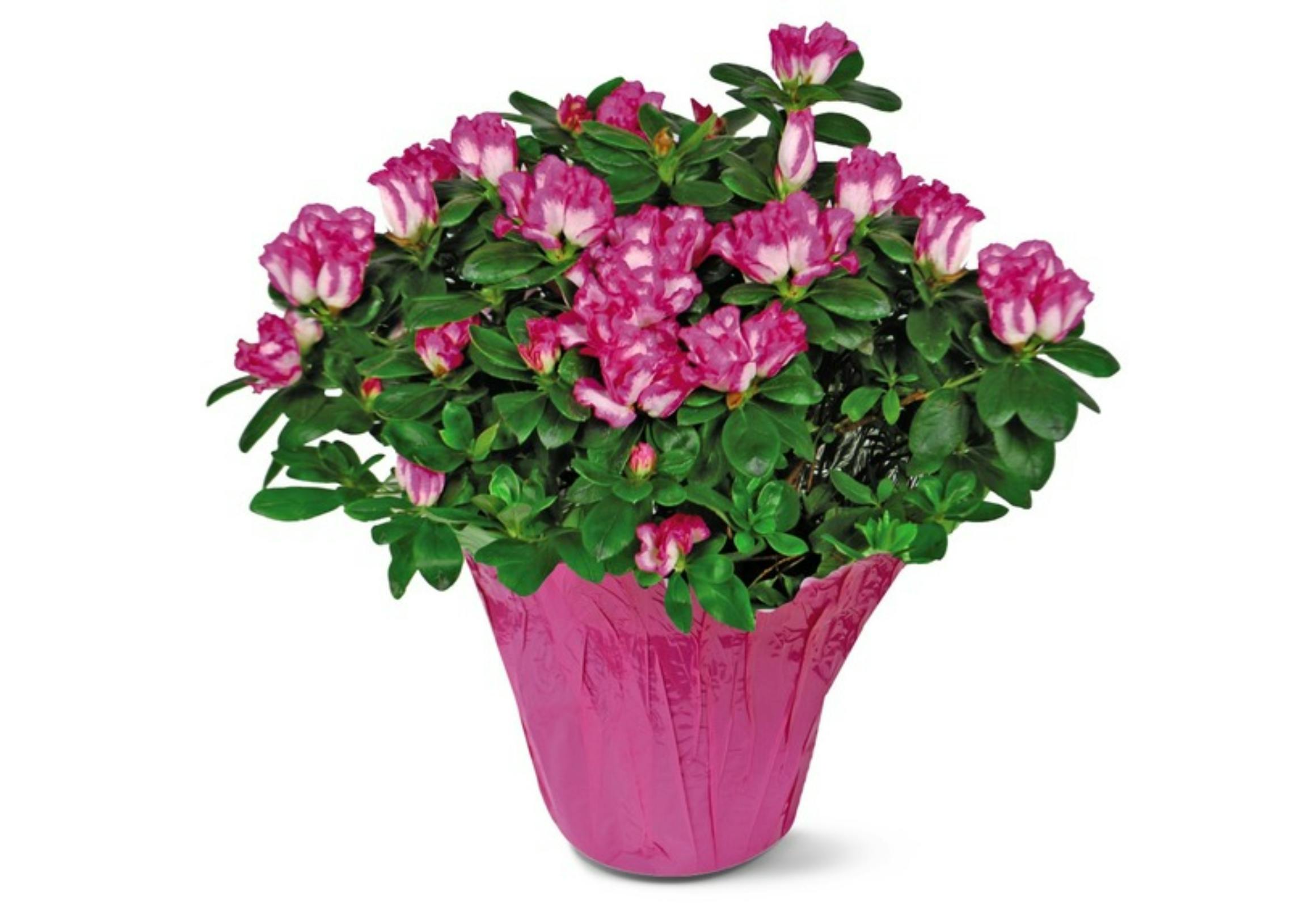 Azalea Plant