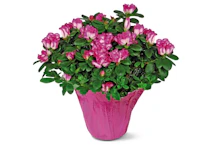 Azalea Plant