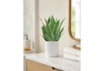 Artificial Snake Plant