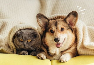 amazon petarmor spray 2023 1 1675534321 1675534321