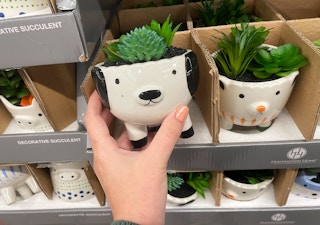 aldi succulents 2021 th 1632404718 1632404718