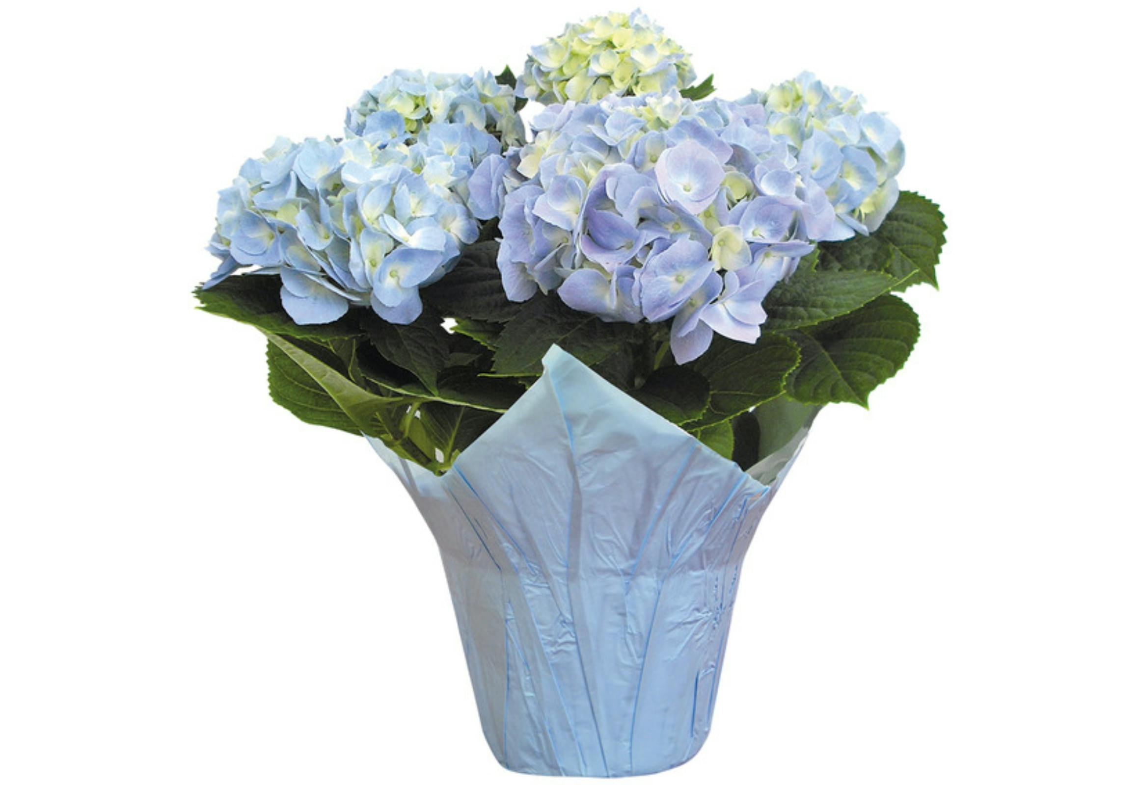 Hydrangea Flowers