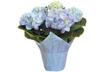 Hydrangea Flowers