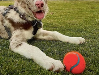 chuckittennis ball toy amazon screenshot 1651255617 1651255618