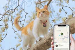 cat in tree with tracker tag