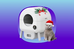 Self-Cleaning Cat Litter Box, Now $200 With an Amazon Coupon card image