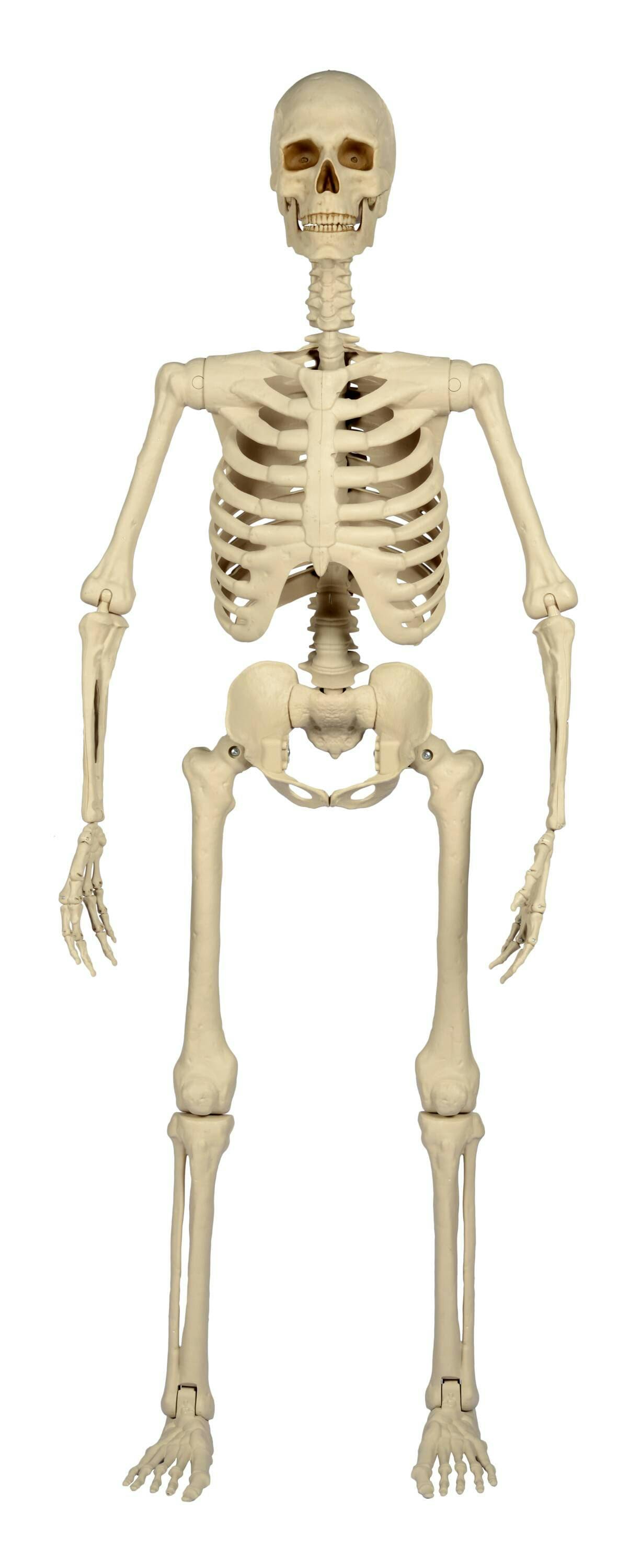 Posable Skeleton