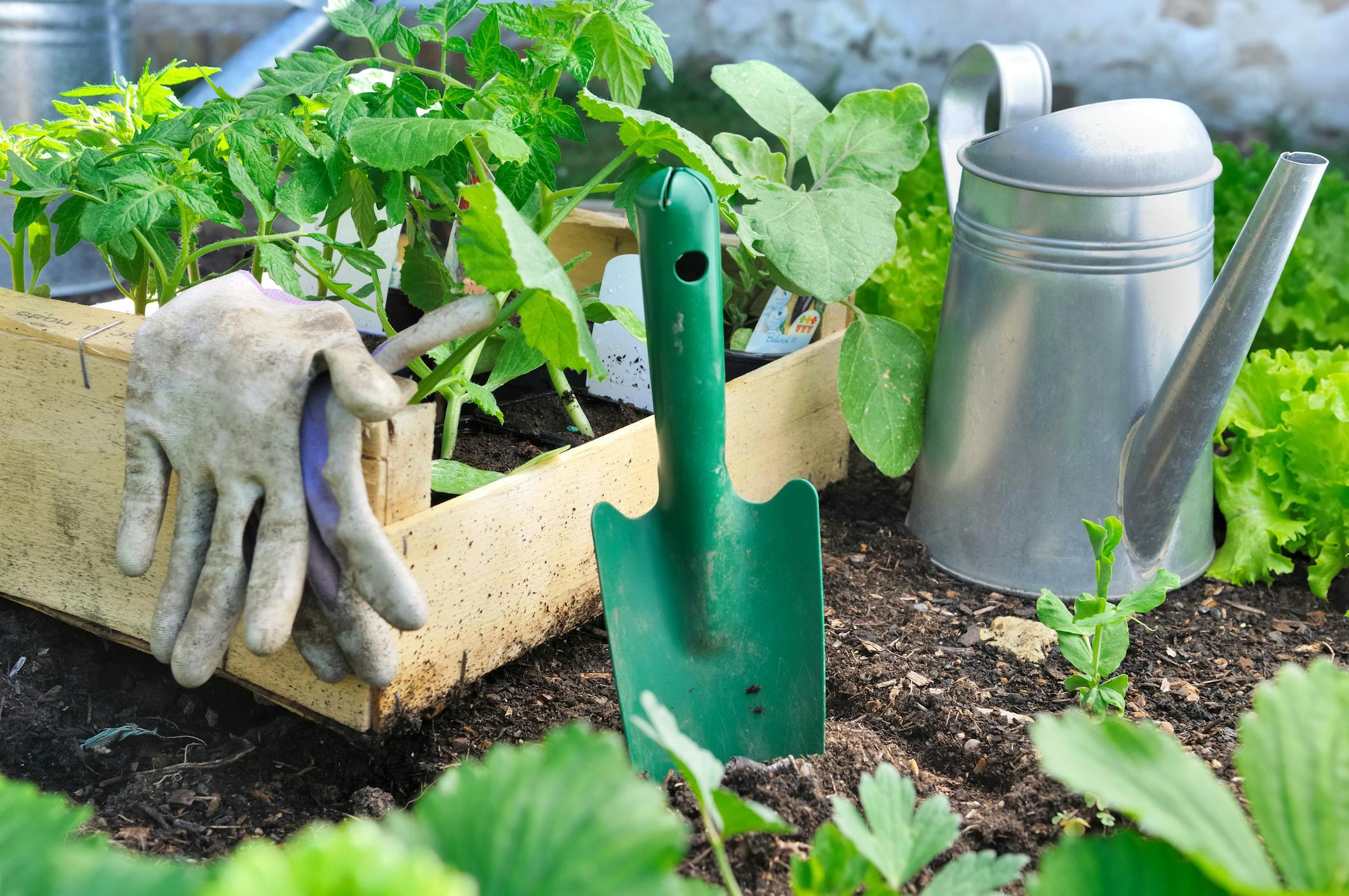 Budget-friendly gardening supplies