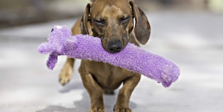 dog carrying a purple loofah toy in its mouth