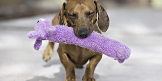 dog carrying a purple loofah toy in its mouth