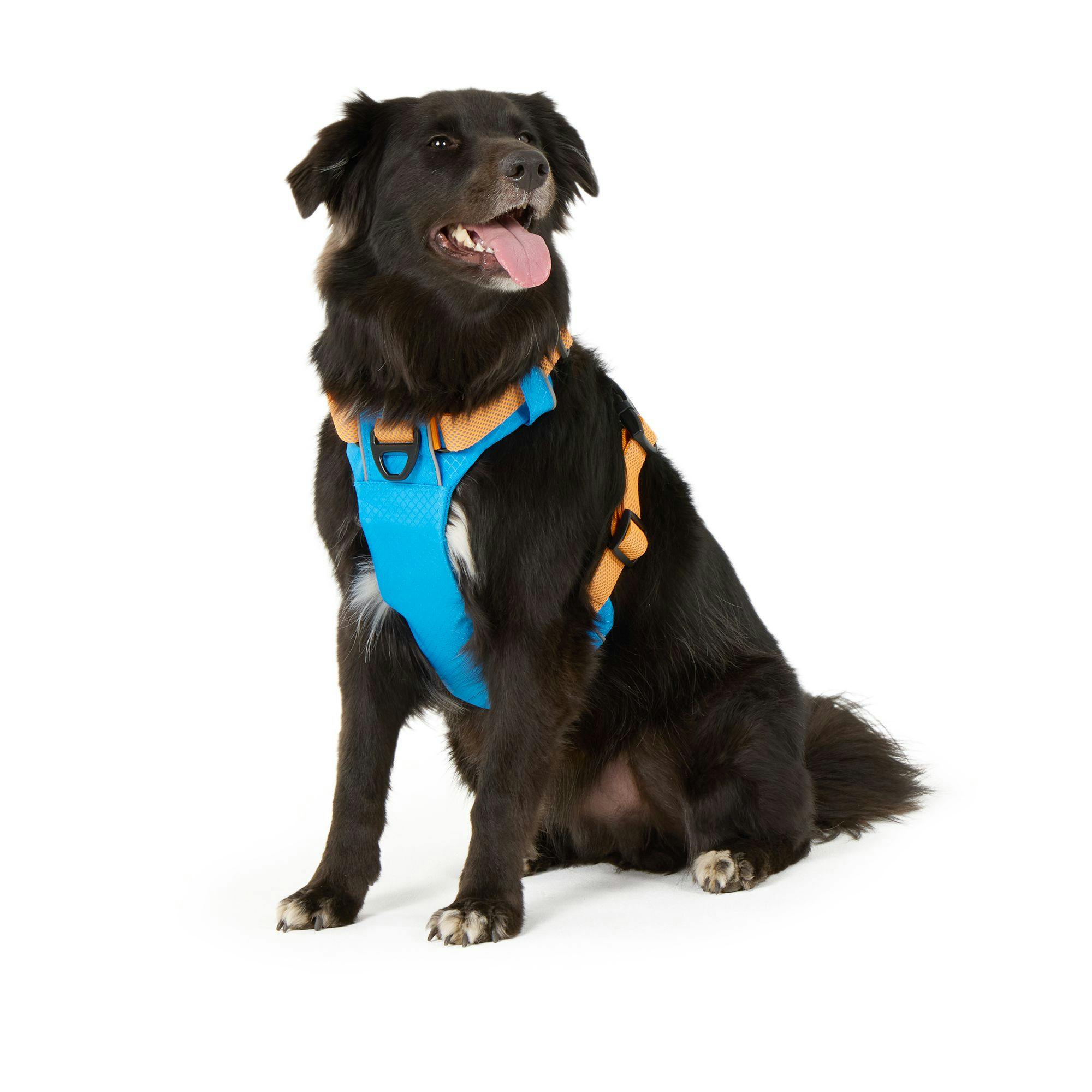 Dog Harness