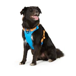 Dog Harness