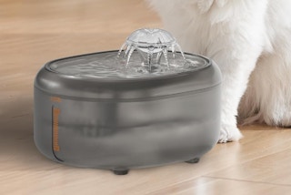 cat water